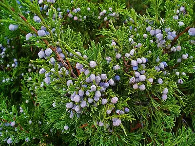 Άρκευθος (Juniperus)