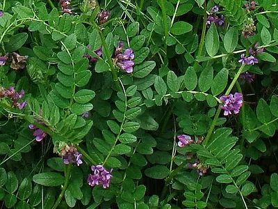 Βίκος (Vicia)