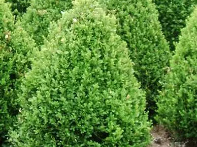 Βούξος - Πυξάρι (Buxus sempervirens)