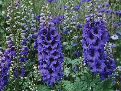 Δελφίνιο (Delphinium spp.)