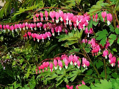 Δισέντρα (Lamprocapnos spectabilis)