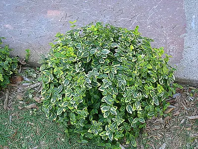 Ευώνυμο (Euonymus)