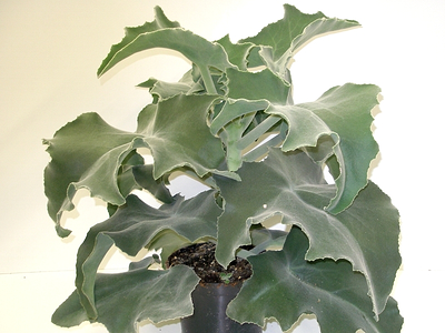 Καλαγχόη (α) (Kalanchoe beharensis)