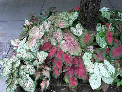 Καλάδιο (Caladium)