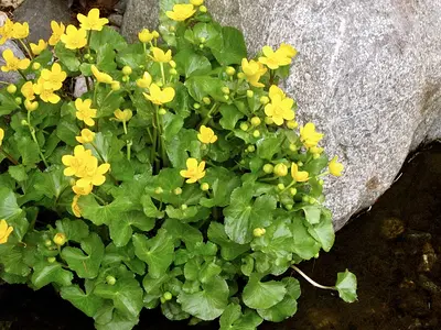 Κάλθα η ελοχαρής (Caltha palustris)