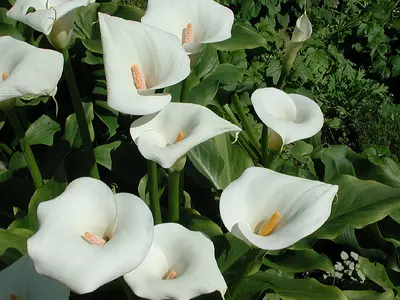 Κάλλα - Ζαντεδέσκια (Zantedeschia aethiopica)