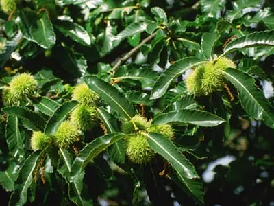 Καστανιά (Castanea)