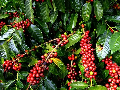 Καφεόθαμνος (Coffea)