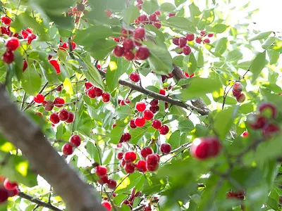 Κερασιά (Prunus avium)