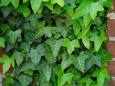 Κισσός (Hedera)