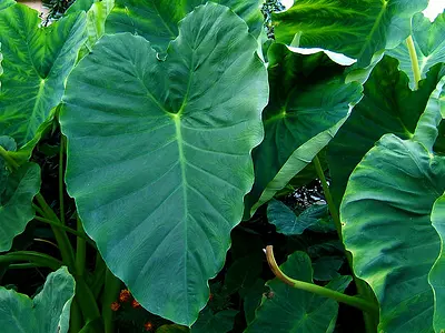 Κολοκάσια (Colocasia esculenta)