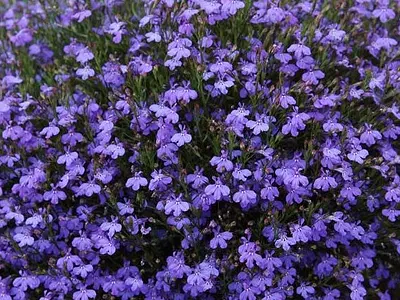 Λοβηλία (Lobelia)