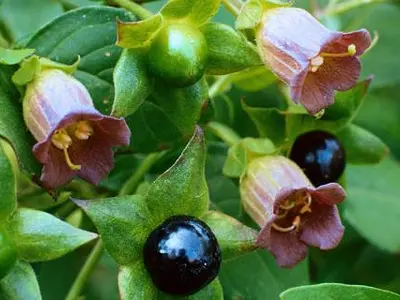 Μπελαντόνα (Atropa belladonna)