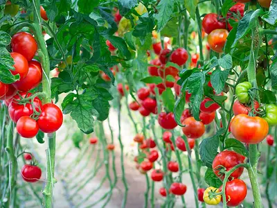 Ντοματιά - Ντομάτα (Solanum lycopersicum)