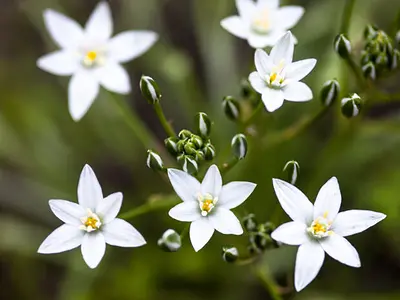 Ορνιθόγαλο (Ornithogalum umbellatum)