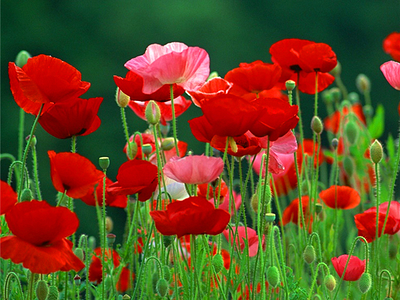 Παπαρούνα (Papaver)