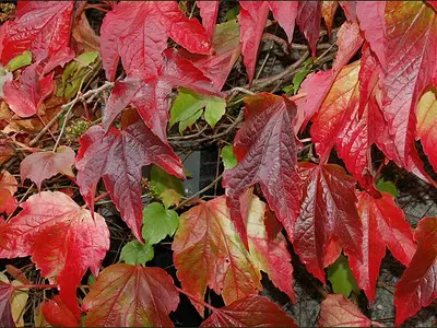 Παρθενοκισσός (Parthenocissus quinquefol)