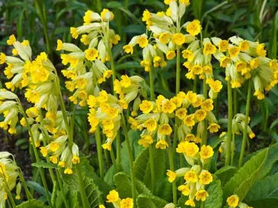 Πασχαλούδα (Primula veris)