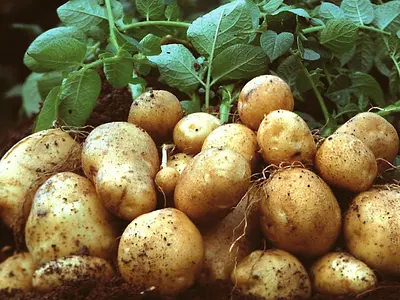 Πατάτα (Solanum tuberosum)