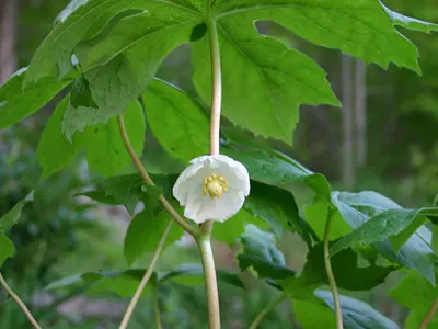 Ποδόφυλλο (Podophyllum peltatum)