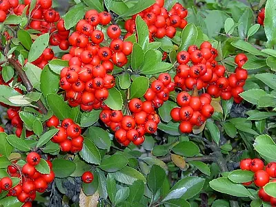 Πυράκανθος (Pyracantha)