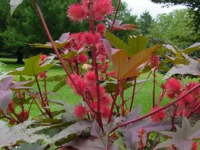 Ρετσινολαδιά (Ricinus communis)