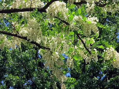 Ροβίνια η ψευδοακακία (Robinia pseudoacacia)