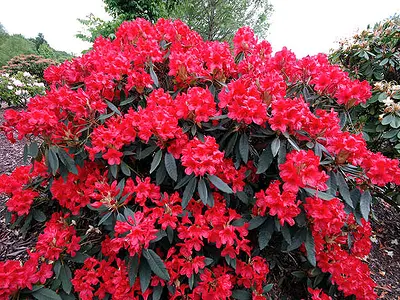 Ροδόδενδρο (Rhododendron)