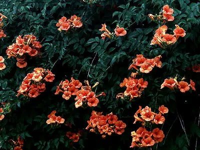 Σάλπιγγα αναρριχητική (Campsis radicans)