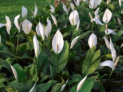 Σπαθίφυλλο (Spathiphyllum)