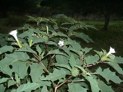 Στραμώνιο - Διαβολόχορτο (Datura stramonium)