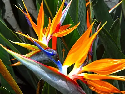 Στρελίτζια (Strelitzia)