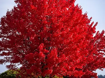 Σφένδαμος κόκκινος (Acer rubrum)