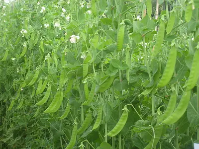 Φασολιά (Phaseolus vulgaris)