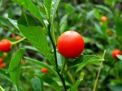 Κερασιά της Ιερουσαλήμ (Solanum pseudocapsicum)