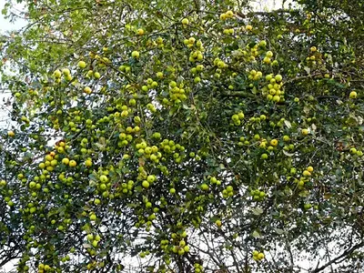 Αγριομηλιά - ξινόμηλο (Malus sylvestris)