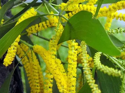 Ακακία (Acacia)