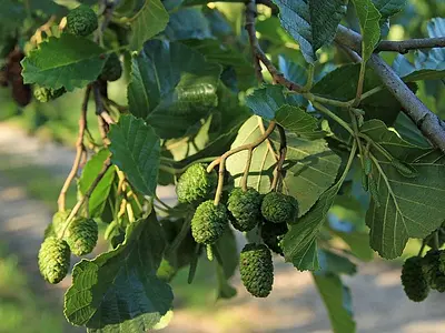 Άλνος ή σκλήθρα (Alnus glutinosa)