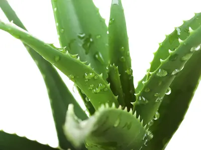 Αλόη (Aloe vera)