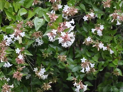 Αμπέλια η μεγανθής (Abelia grandiflora)