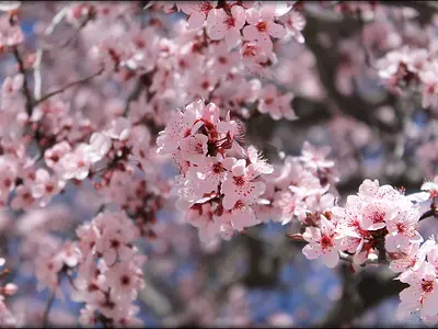 Αμυγδαλιά (Prunus dulcis)