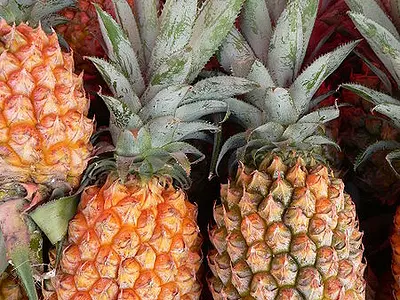 Ανανάς (Ananas comosus)