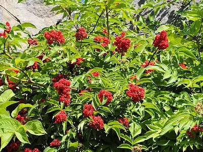 Ανδριανός (Sambucus racemosa)