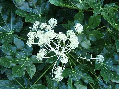 Αράλια - Φάτσια (Aralia)