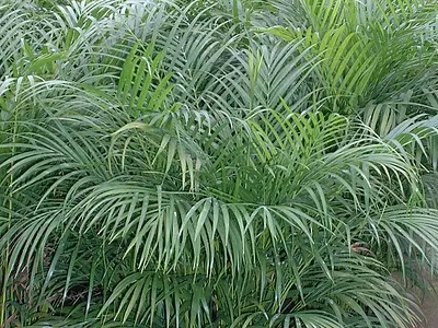 Αρέκα (Φοίνικας) (Areca)