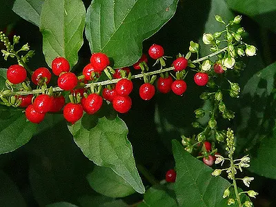 Ίληξ ο σπονδυλωτός (Ilex verticillata)