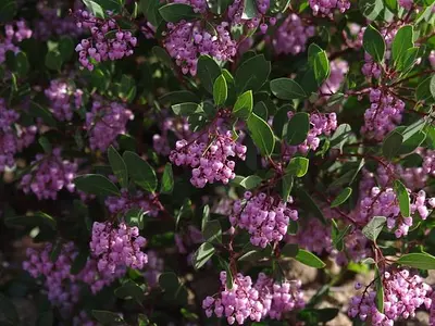 Αρκτοστάφυλος - Αρκουδοκούμαρο (Arctostaphylos manzanita)