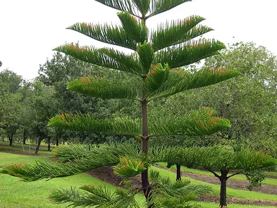 Αρωκάρια (Araucaria)