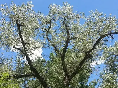 Ασημόλευκα (Populus alba)