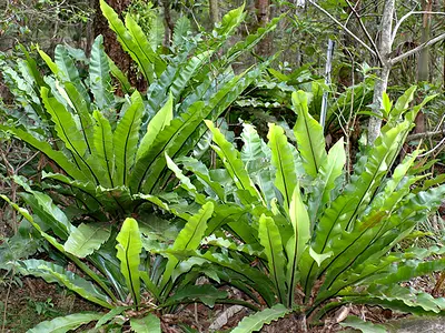 Φωλιά του πουλιού (Asplenium nidus)